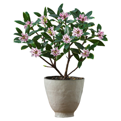 金边瑞香盆栽客厅植物绿植