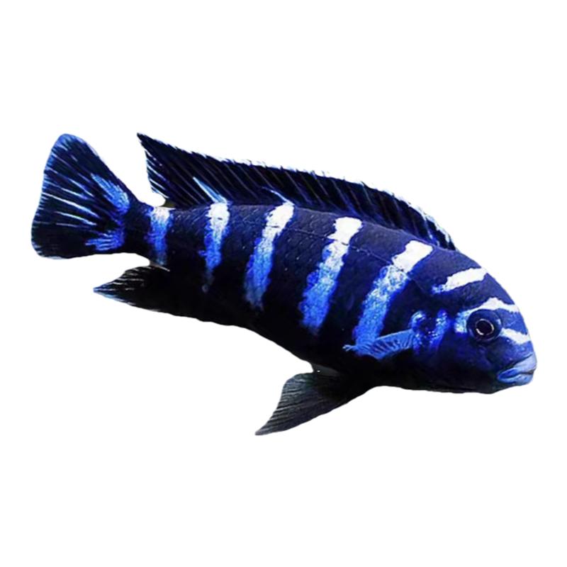 特蓝斑马三湖慈鲷热带观赏鱼水族活体鱼缸岩栖类坦鲷鱼易养艳丽