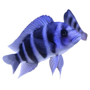 进口三湖慈雕坦鲷伊巴卡布隆迪六间鹅头六间萨伊蓝活体热带鱼观赏