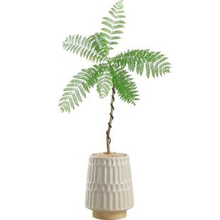 蓝花楹盆栽室内办公室绿植日式风格客厅电视柜旁边植物四季好养活