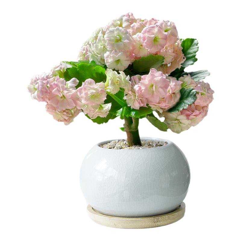 长寿花盆栽带花苞四季好养室内花卉绿植办公室桌面盆景重瓣大花苗