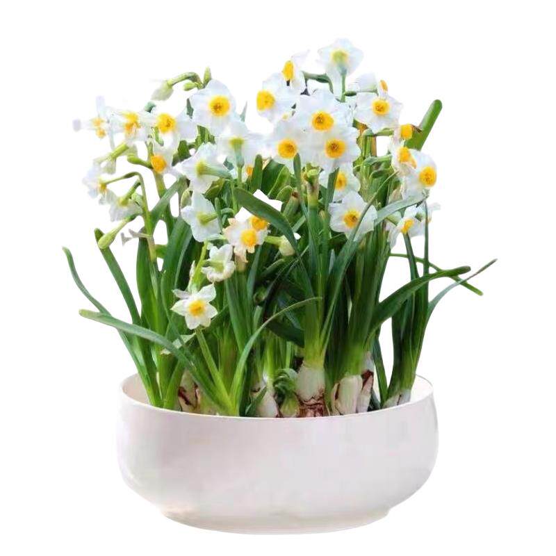 漳州水仙花种球水培盆栽室内庭院水养植物耐寒花卉绿植好养易成活
