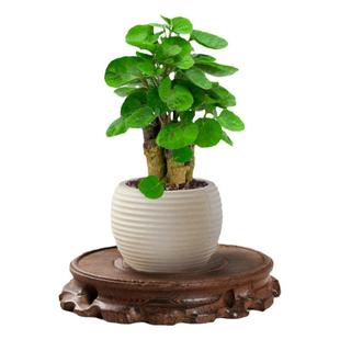 金钱兜植物盆栽福禄桐老桩盆景植物室内桌面禅意绿植好养易活四季