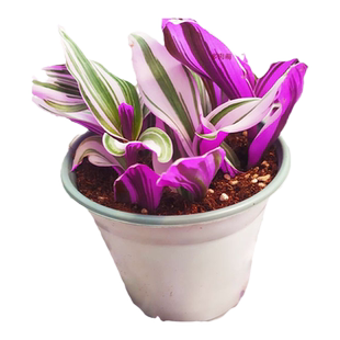 油画吊兰植物胭脂云盆栽好养活花卉稀有多肉阳台室内四季观赏好养