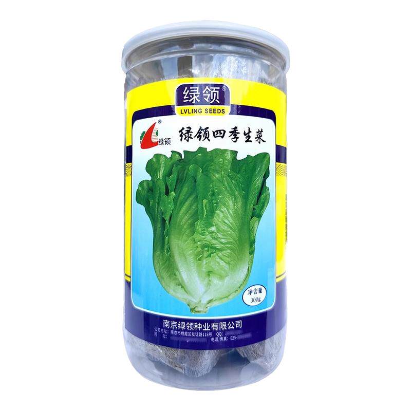 绿领四季生菜种子生菜籽抗病高产