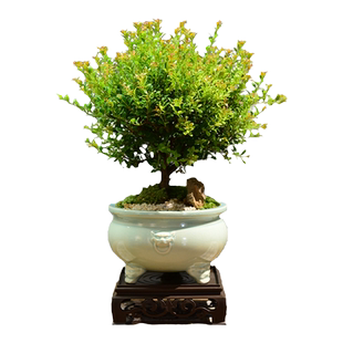 小叶赤楠盆栽办公室盆景室内好养四季常青茶桌精品绿植装饰摆件