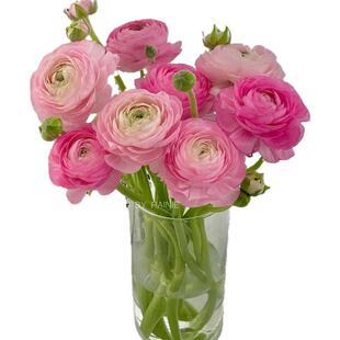 洋牡丹鲜花批发云南基地直发水培花卉家用插花鲜切花期超长的真花