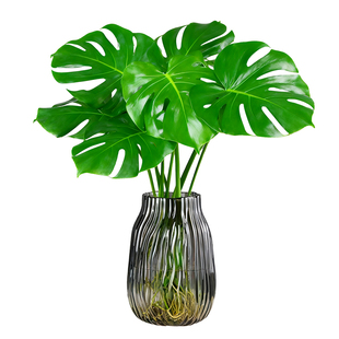 龟背竹水培花盆栽老桩大叶开背绿植物滴水观室内桌面客厅阳台好养