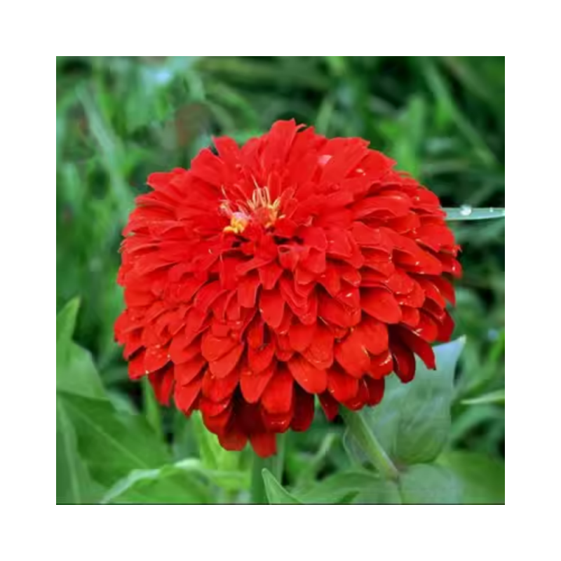 百日草花种子 四季易播步步高花卉种子景观花海百日菊花籽包邮