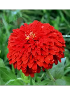 百日草花种子四季易播步步高