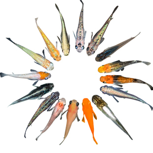 观背青鳉苗耐活青锵鱼可孵化卵不打氧淡水冷水红白青锵鱼原生迷你