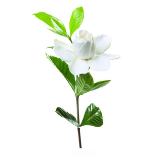 栀子花树苗小苗浓香型大小叶地栽盆栽牡丹栀子阳台庭院绿植枝枝花