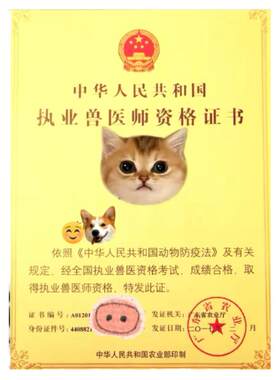 宠物医生宠物线上问诊犬猫24小时