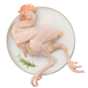 天农清远童子鸡整只生鲜农家散养90天无激素无抗冷冻清蒸走地土鸡