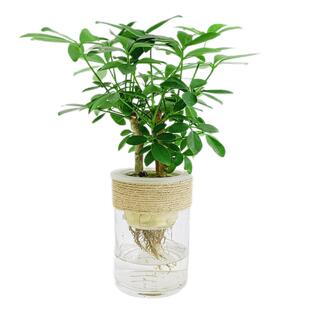 水培七叶莲盆栽鸭脚木绿植物鹅掌柴摇钱树水养小盆景招财树鸭掌木