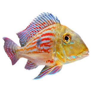 白子关刀鱼苗红眼白化关刀鱼食土短鲷鱼热带红珍珠关刀观赏鱼活体