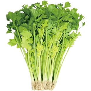 小香芹种子四季播芹菜庭院阳台盆栽耐热农家小水芹籽蔬菜种推荐款