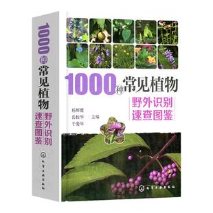 1000种常见植物野外识别速查图鉴 杨辉霞 家庭书籍野外识别原植物鉴别图册中国常用手册 图识别与应用图典图谱 化学工业出版社