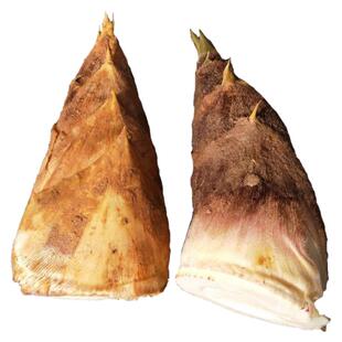 新鲜春笋竹笋四川去老根毛笋野生蔬菜黄泥笋大楠竹笋现挖5斤包邮