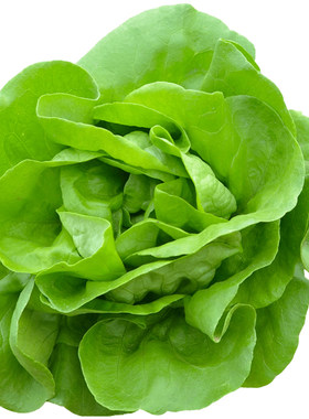 生菜菠菜白菜种子四季春季秋冬季