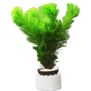 鱼缸水草活体绿菊新手好耐养绿色增氧净化水质阴性九冠水芹蜈蚣草