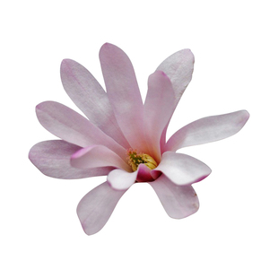 【星花玉兰】玫瑰皇家之星 庭院早春花木兰日本进口花园鳗盆栽苗