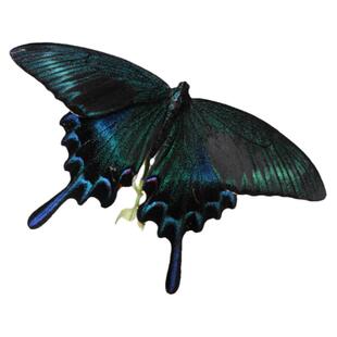 真蝴蝶蝴蝶蛹蛹全年可孵化宠物蝴蝶卵稀有黄金手凤蝶蝴蝶茧光明蝶