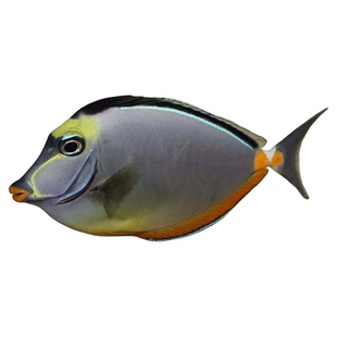 蓝吊粉蓝吊七彩吊五彩吊灰一字吊天狗吊三角吊蓝点吊海水鱼观赏鱼