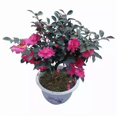 茶梅花苗盆景庭院耐寒绿化植物