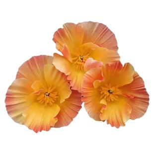 皱瓣花菱草种子600粒 复瓣加州虞美人室外花园花籽阳台盆栽春秋播