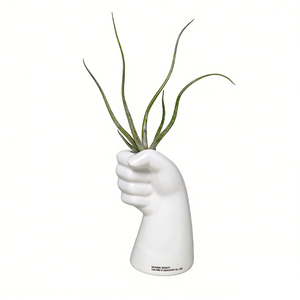 自然引力-握了个草空气凤梨美杜莎无土栽培植物盆栽懒人好养