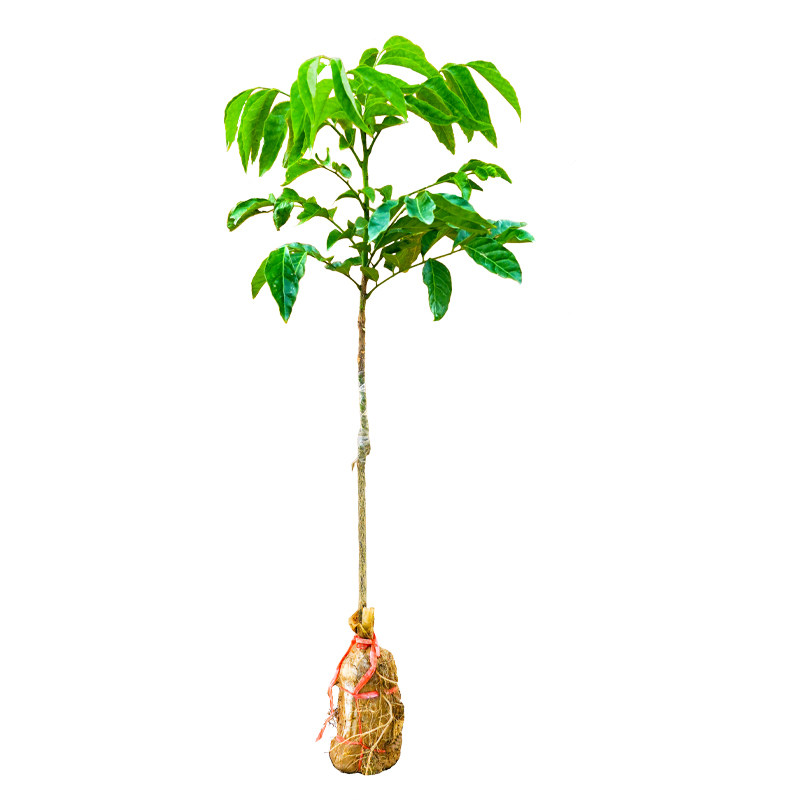 黄皮树苗带土带叶果树矮化嫁接