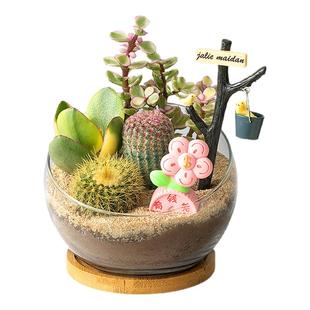 多肉植物室内盆栽仙人球仙人掌办公室桌面创意趣味绿植花卉好养活