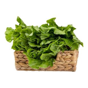 空中花园进口精品生菜种子（带包衣20粒）