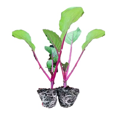耐寒红菜苔秧苗老品种带土包成活