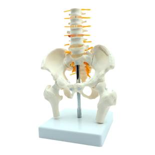 动态迷你女性骨盆模型关节可动孕产后康复theratools人体骨骼教具
