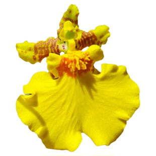 跳舞兰盆栽洋兰文心兰带花苞兰花办公室客厅净化空气趣味绿植花卉