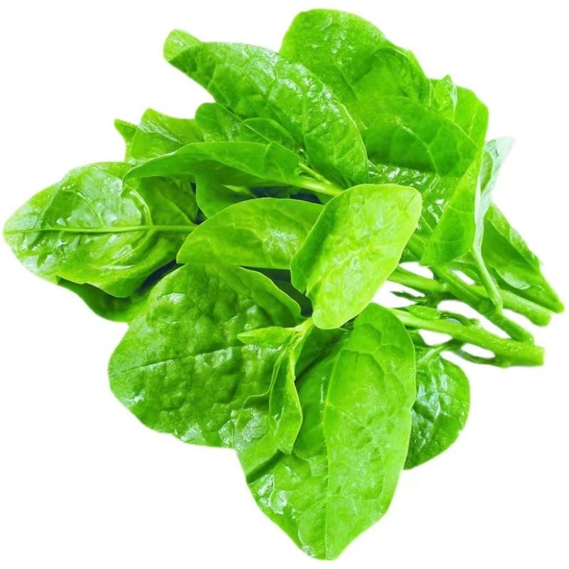 爬藤大叶木耳菜苗四季藤菜苗