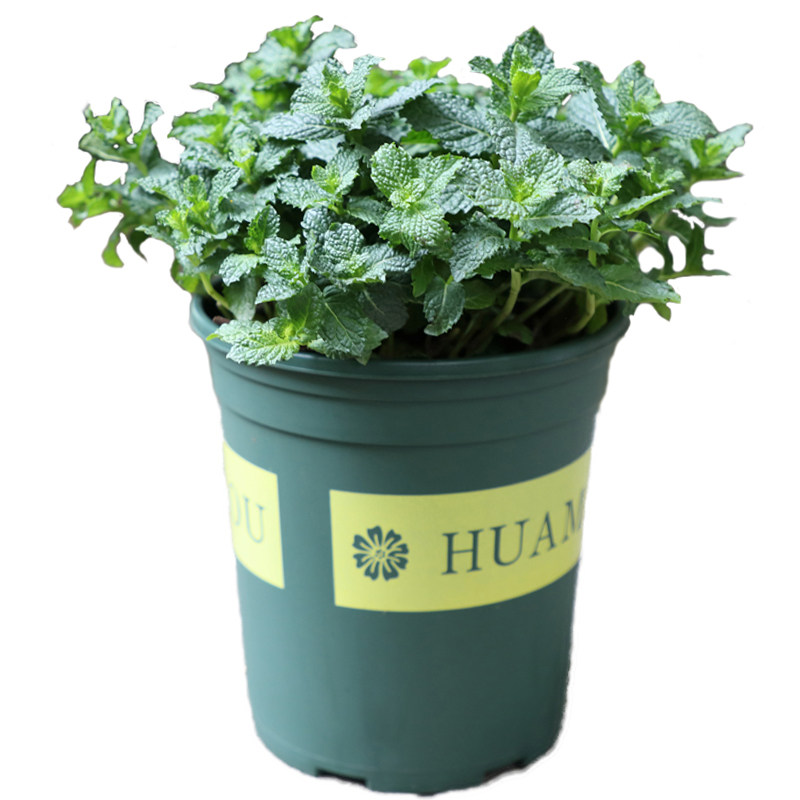 薄荷盆栽可食用新鲜薄荷叶迷迭香盆栽牛排用香草植物可水培好养活