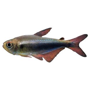 血翅蓝帝灯帝王灯黑帝王灯黑灯鱼蓝国王灯彩虹帝王灯淡水鱼灯科鱼