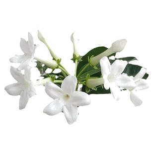 塔莎的花园 马达加斯加茉莉花苗爬藤花卉植物盆栽绿植藤本爬墙