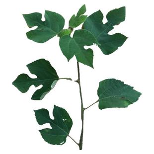 构树数水苟白树褚桃树叶树根枸树构树汁5ml 冰袋泡沫箱液鲜叶包邮