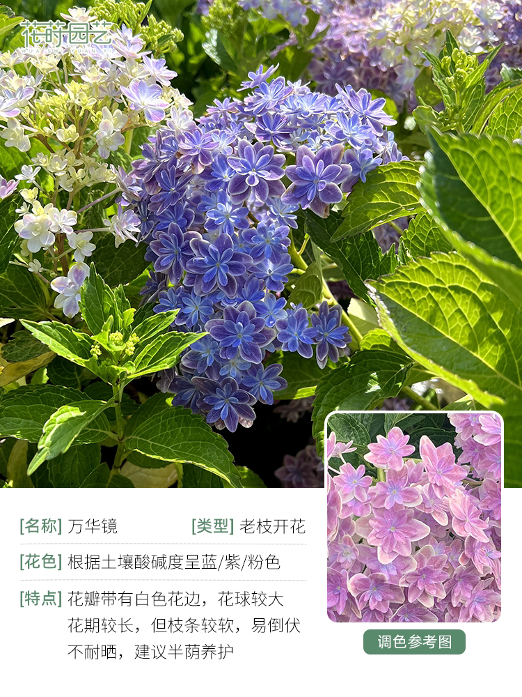 花莳园艺 7加仑绣球太阳神殿纱织小姐盆栽花苗阳台花卉美观地栽