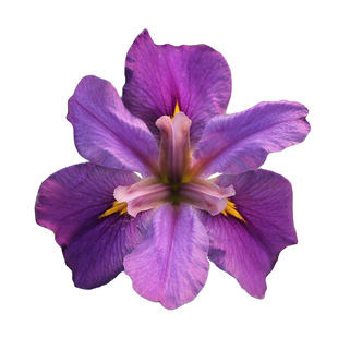 花彩路易斯安娜鸢尾裸根种球根水生花卉植物阳台盆栽花园庭院地栽