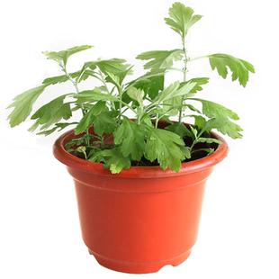 艾草种子食用药用驱蚊草艾叶种籽野生大小叶艾蒿青蒿种植四季驱蚊