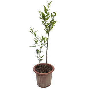 突尼斯软籽石榴树苗特大甜石榴果树苗南北方种植庭院盆栽地栽带土