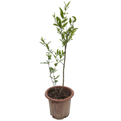 突尼斯软籽石榴树苗特大甜石榴