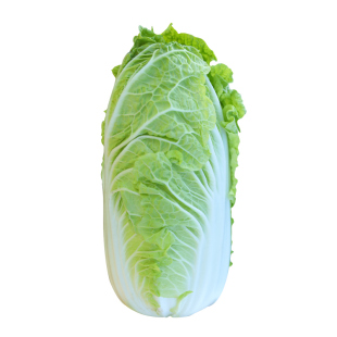 正宗山东大白菜种子种籽胶州小义和秋白莱菜秋季菜种籽种孑菜籽子
