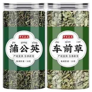 蒲公英车前草中药材旗舰店正品新鲜干货浦公英车钱草袋泡茶泡水喝