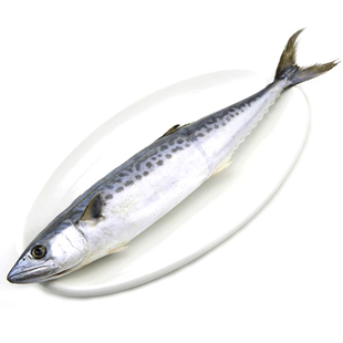 北黄海大鲅鱼7到12斤特大马鲛鱼新鲜海鱼大号整条燕鲅饺子馅丸子
